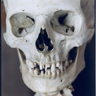 Szkielet człowieka w zbliżeniu