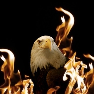 Adler In Den Flammen