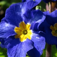 زهرة الربيع الزرقاء