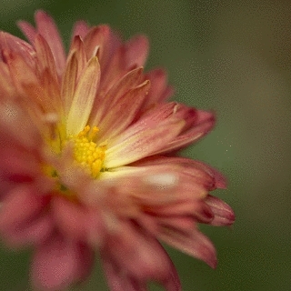 Chrysanthemen Blume