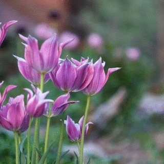 Lila Tulpen