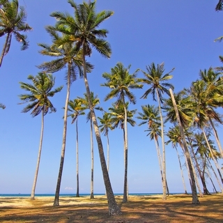 Paradise Palms