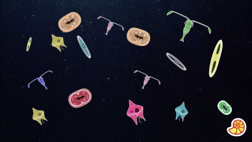 Could We Do Without Plankton?