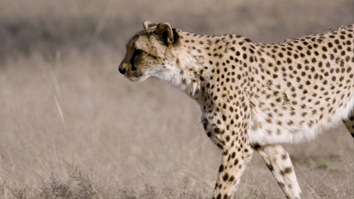 How Fast Can a Cheetah Run?