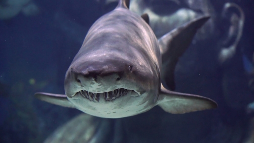 Sharp Teeth Sharks