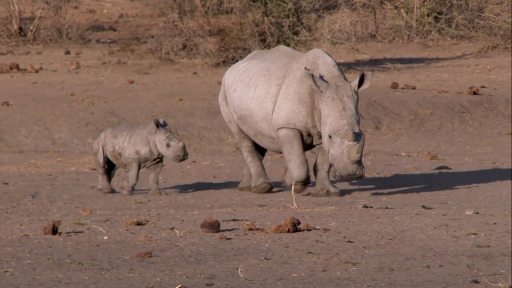 Baby Rhino Loves His Mother