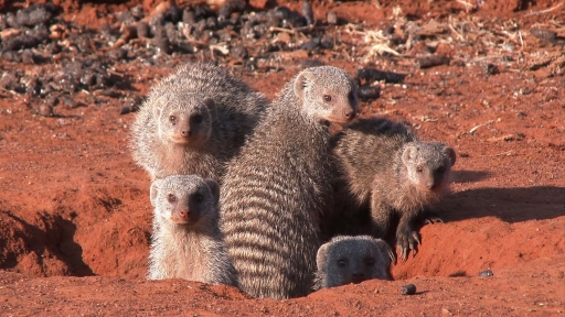 Hide and Seek with The Mongoose Family