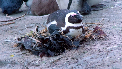 Penguins Like Seaweed