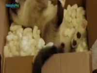Katzen, die Boxen wirklich lieben