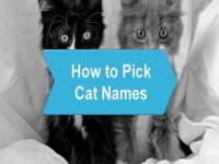 Gewusst wie: Wählen Sie Katze-Namen