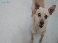 Haustier Photobooth hilft Tierheim Hunde werden angenommen