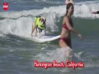 Surfen-Hunde
