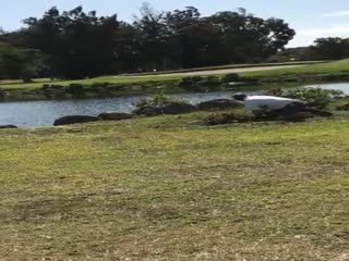 Golfer Takes Quick Break To Catch An Iguana