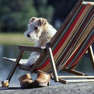 Hund Sitzt Auf Sessel