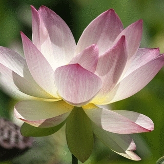 Lotus Blume