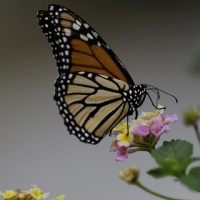 Monarch Schmetterling