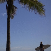 Palme Und Surfer
