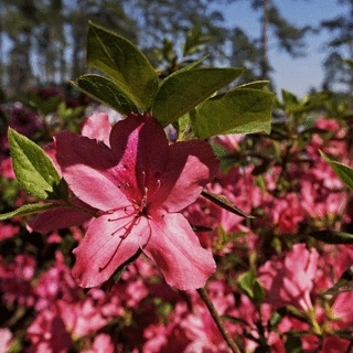 Azaleas