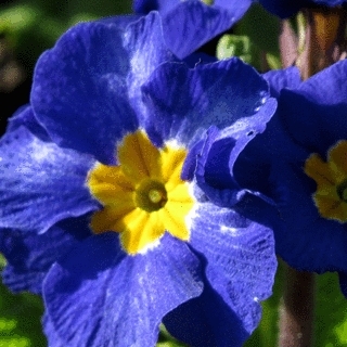 Blue Spring Flower