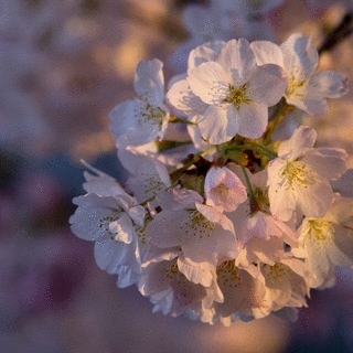 Cherry Blossoms