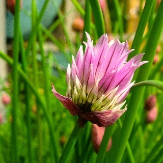 Chives In Bloom