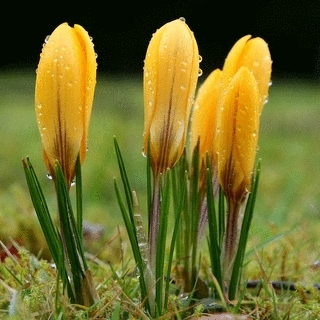 Crocus Flowers