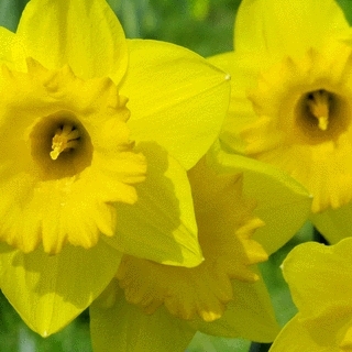 Daffodils