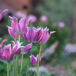 Purple Tulips