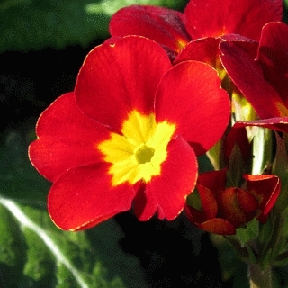 Red Spring Flower