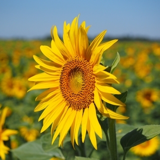 Bunten Blumen