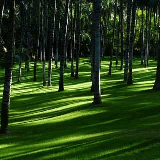 Lokaler Baum bietet Schatten