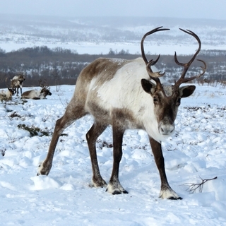 Reindeer In The Snow