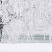 Schneebedeckte Bäume