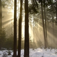 Sonne im Wald