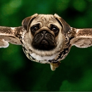 Owl Pug