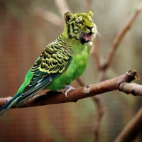 Tiger Budgie