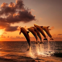 Beautiful Sunset With Dolphins