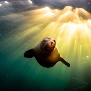 Californian Sea Lion