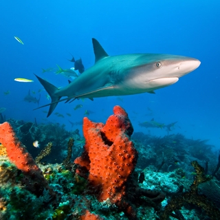 Caribbean Reef Shark