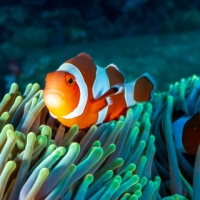 Colourful Clownfish Hiding On A Reef