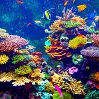 Coral Reef And Tropical Fish