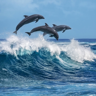 Dolphins Leaping