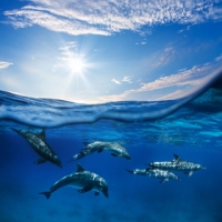 Flock of Dolphins Underwater