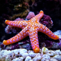 Fromia Seastar