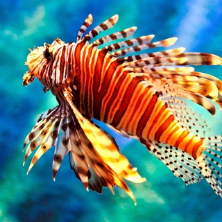 Lion Fish