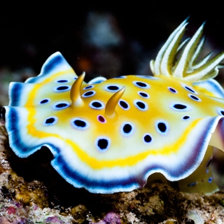 Nudibranch