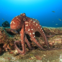 Reef Octopus Hunting