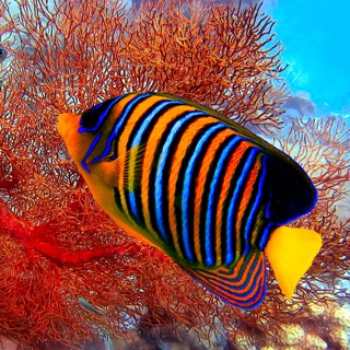 Regal Angelfish