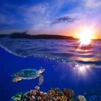 Sea Turtle Swimming Over Coral