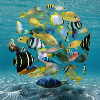 Shoal Of Colourful Fish Circling